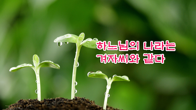 하느님의 나라는 겨자씨와 같다 하느님의 나라는 겨자씨와 같다