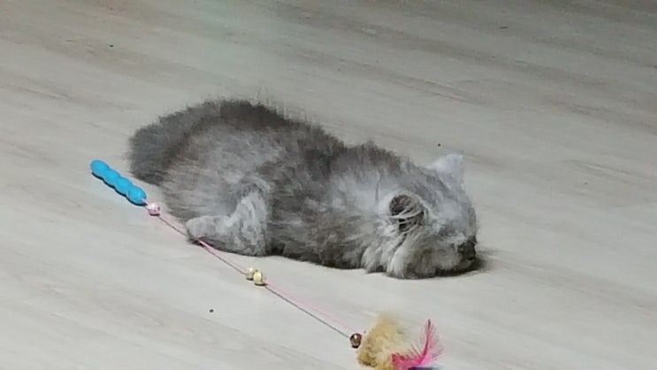  운명의 시간이 다가오는 돼지저금통