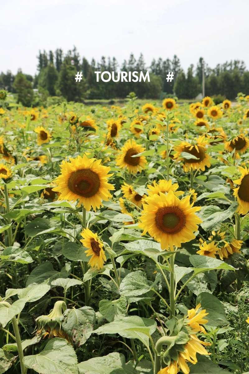 제주 해바라기 사진찍기좋은곳 무료라서 더 좋아요 : 네이버 블로그, image size:800x1200