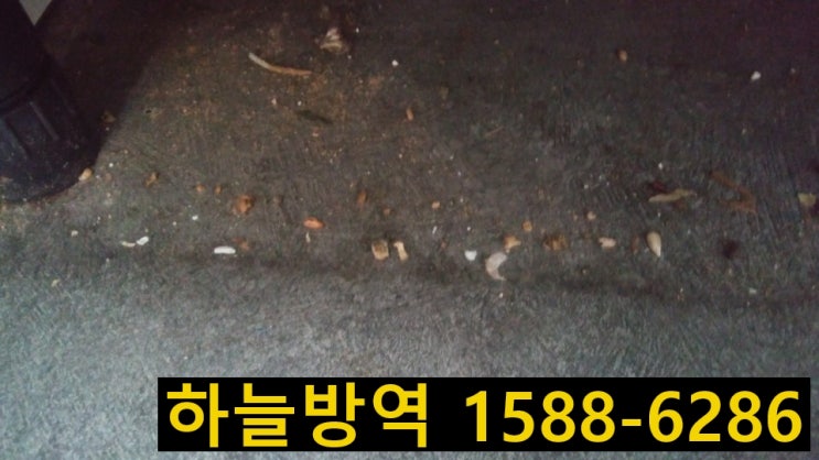  안양개미 개미잘잡는곳 개미퇴치 안양바퀴벌레 바퀴벌레잘잡는곳 바퀴벌레퇴치 군포바퀴벌레 바퀴벌레퇴치 의왕바퀴벌레 바퀴벌레퇴치 소독 소독증명서