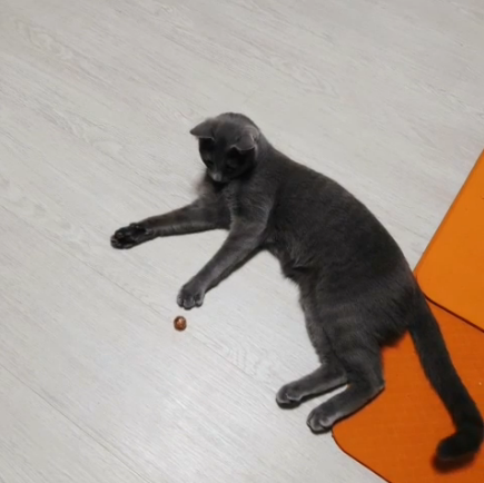  371일차 러시안블루 '글로리' 고양이-구슬 가지고 좀  놀아본 냥이