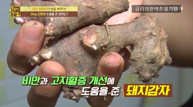 돼지감자차의 효능 다이어트 비만 빈혈 면역력까지 다재다능 효과 4