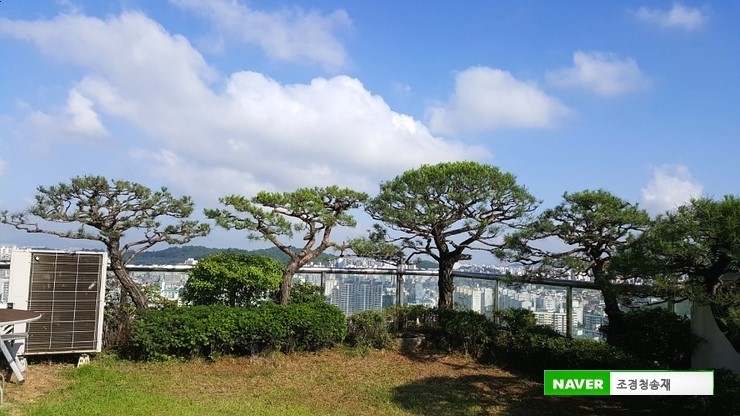  ［조경관리］목동주상복합  고급펜트하우스 하늘정원 소나무전지