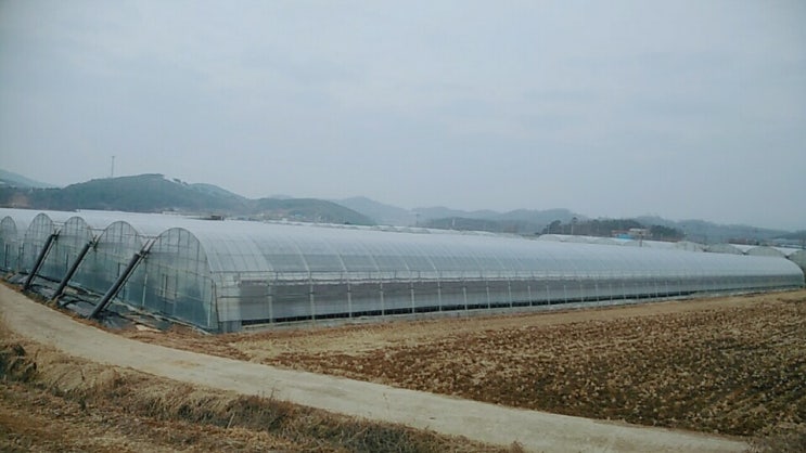  [#CES탄소섬유비닐온실난방, 홍성 #블루베리농장]#비닐온실난방, #유리온실난방, #탄소난방