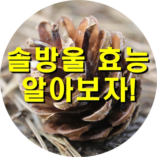 솔방울 효능 효소 에 대해 알아보자!