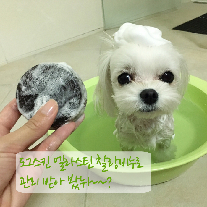  도그스킨 엘라스틴 찰랑비누 구매후기 Best (강아지천연비누추천)