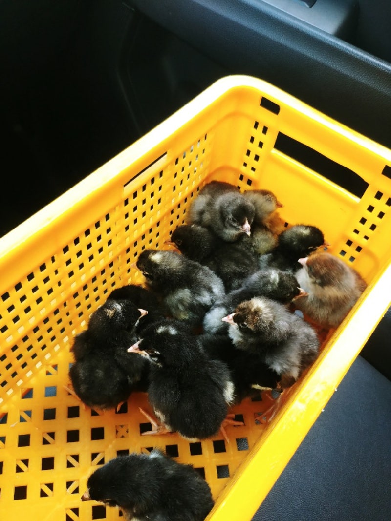 청계닭 병아리 키우기 검은병아리라 넘 귀여워요 : 네이버 블로그, image size:800x1067