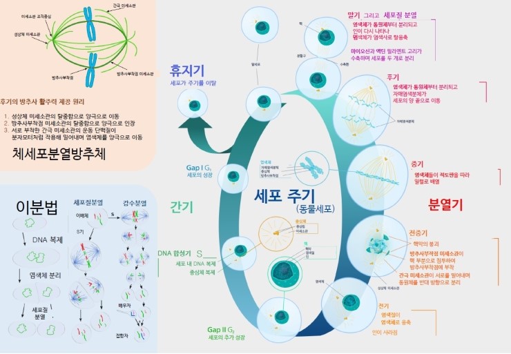  chap 12. 세포주기(1)
