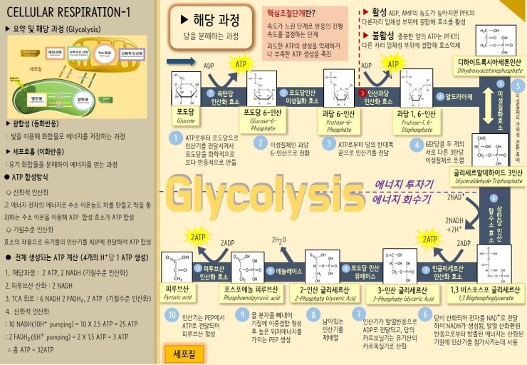  chap 10. 세포호흡