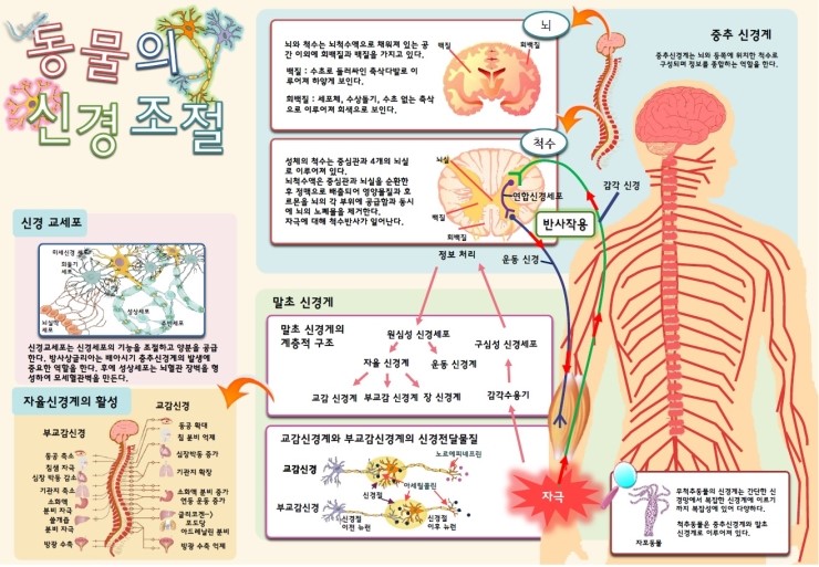  chap 49. 동물의 신경조절