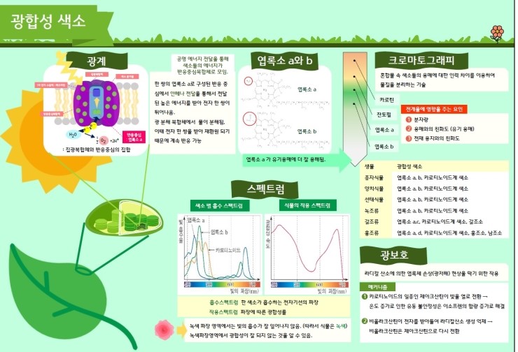  chap 11. 광합성