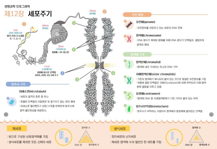  chap 12. 세포주기(2)