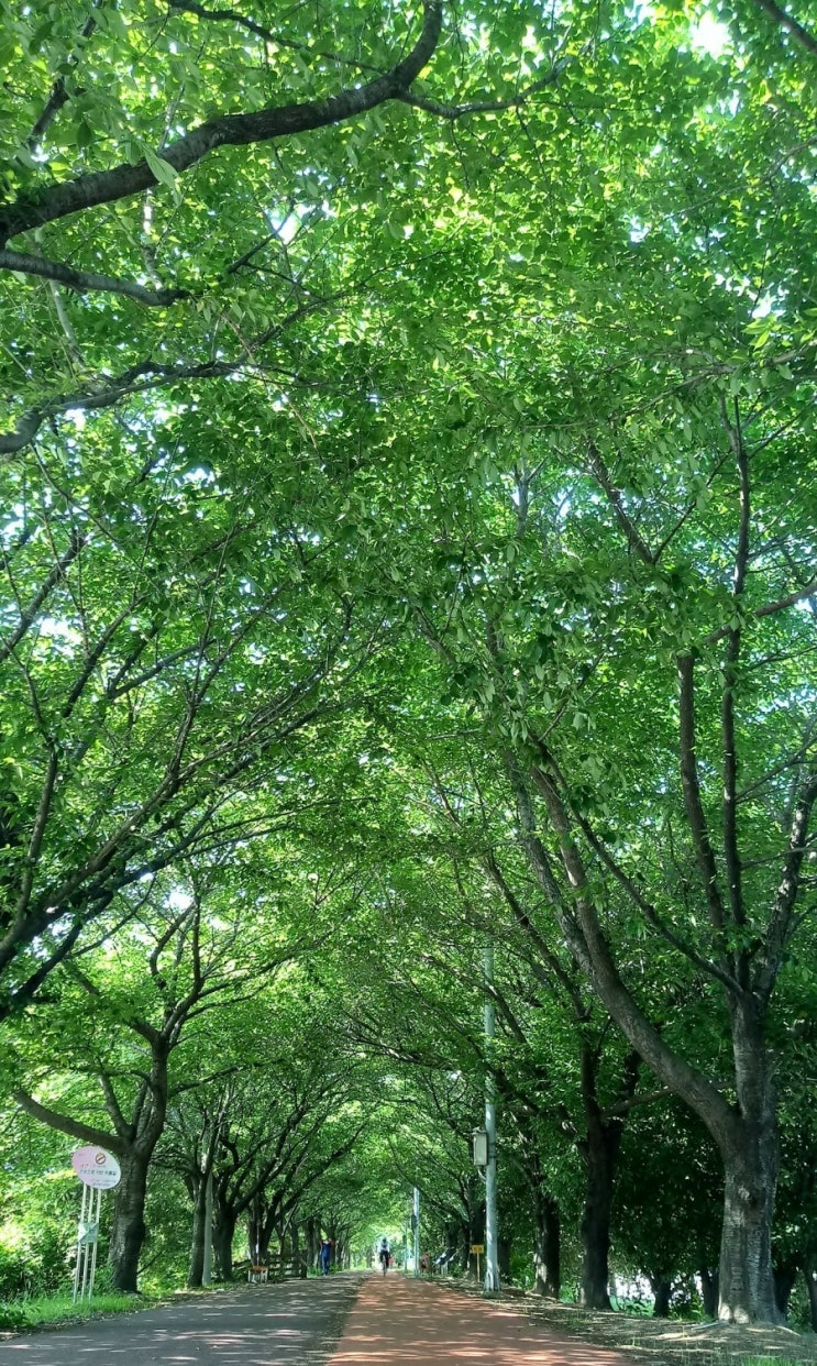  부산가볼만한곳 삼락공원 낙동강뚝길