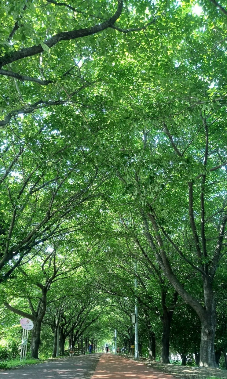 부산가볼만한곳 삼락공원 낙동강뚝길