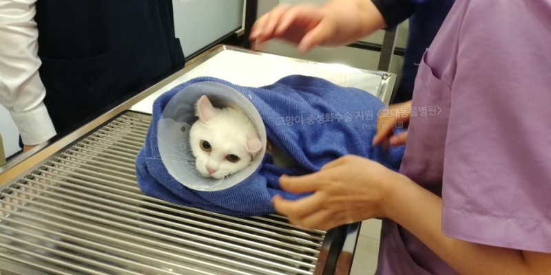 고양이 중성화수술 비용 지원센터에서 착하게 했어요 : 네이버 블로그