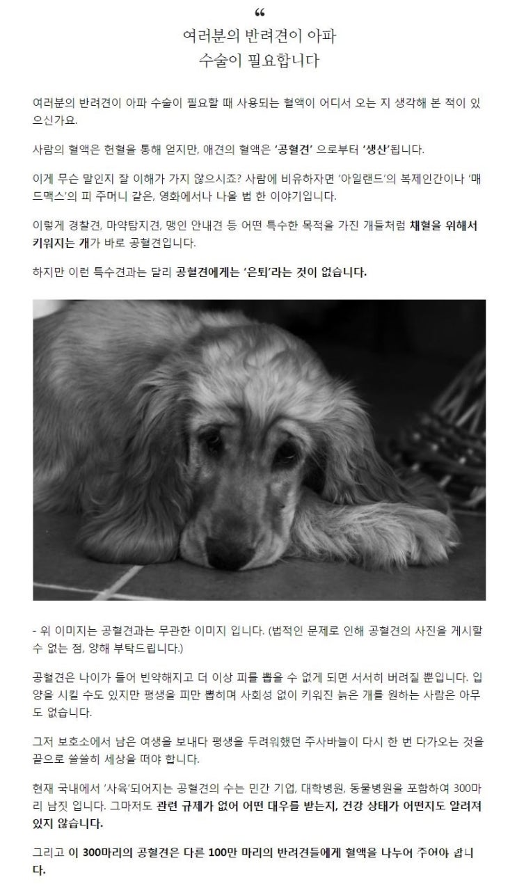  헌혈하는 강아지. '공혈견' 이라고 들어보셨나요??