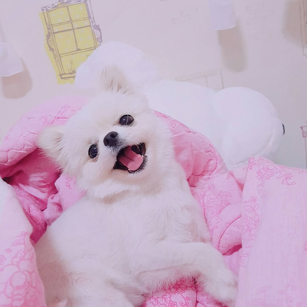 [반려동물 초상화] 진짜 너무귀여운 강아지액자
