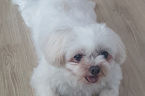 머리깍자 이미지