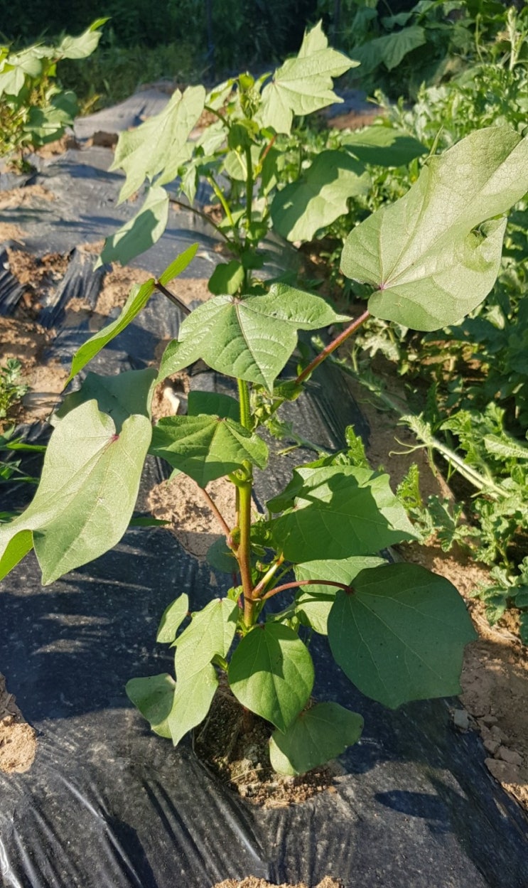  꽃을 볼 것만 같은../20180622