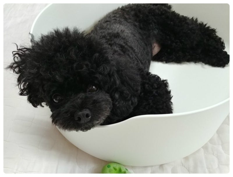이케아 고양이 화장실 강아지 목욕통으로 ㅋ