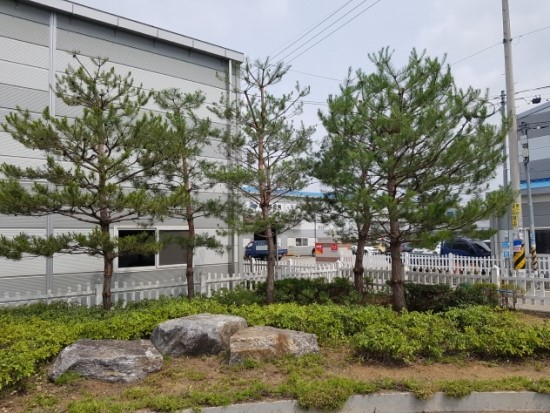  ｀구미 공단동 회사내 조경수 소나무 및 반송 전지작업。보림조경