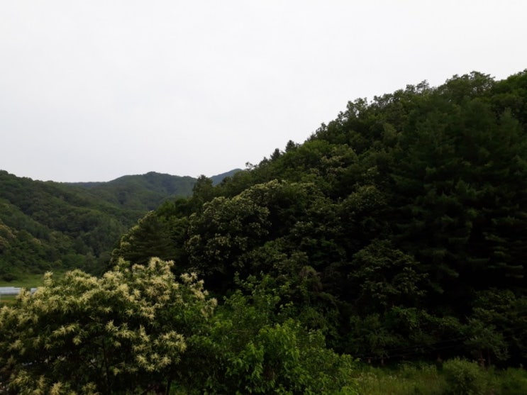 밤꽃향기