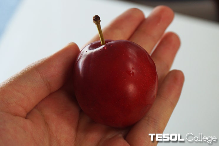  [부산어린이테솔] 사고력 쑥쑥! 키우는 영어 책 읽기