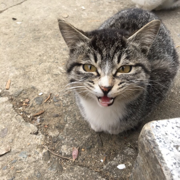  할머니집 냥이_ 그리운 냥이 ( Ĭ ^ Ĭ )
