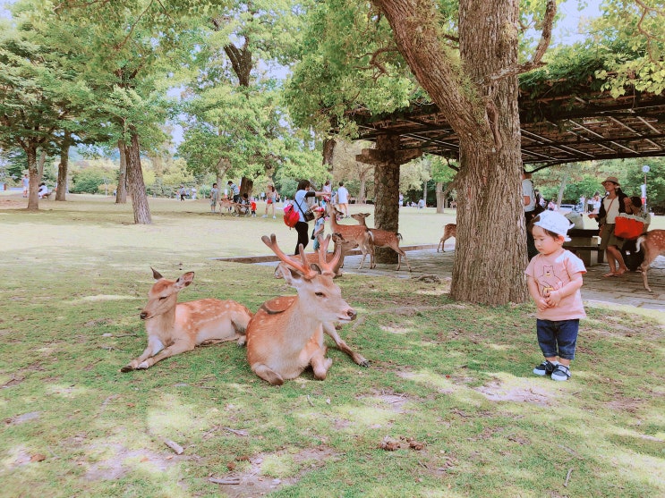  180603 오사카 여행 넷째날 (나라여행)