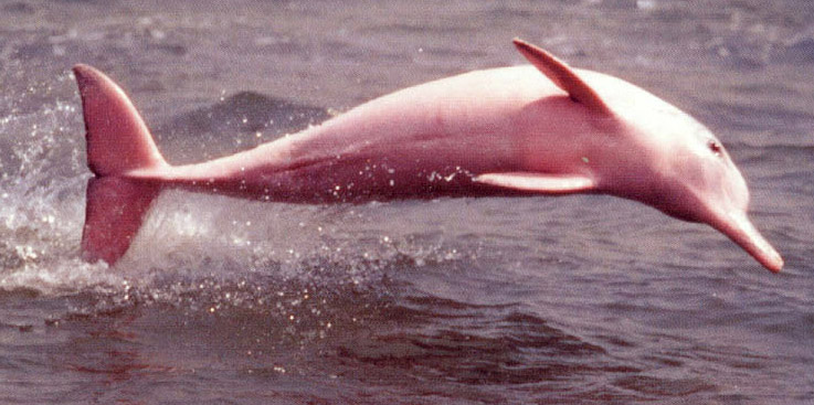 핑크 돌고래 보토 (수명,서식지,차이점) 완벽정리 : 네이버 블로그