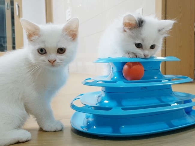  [고양이 장난감][다이소 고양이 장난감] 빙글빙글 고양이 완구 후기
