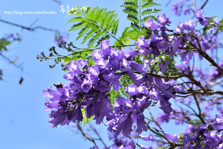 자카란다 보라색 꽃나무, 아프리카 벚꽃 자카란다 꽃말~ : 네이버 블로그