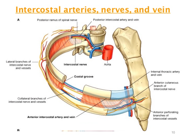  intercostal neuralgia 늑간 신경통 옆구리담 옆구리통증