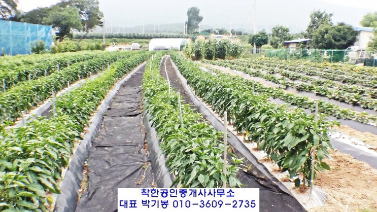  포항 신광면 사정리 주말농장 텃밭 전원주택부지 토지 매매
