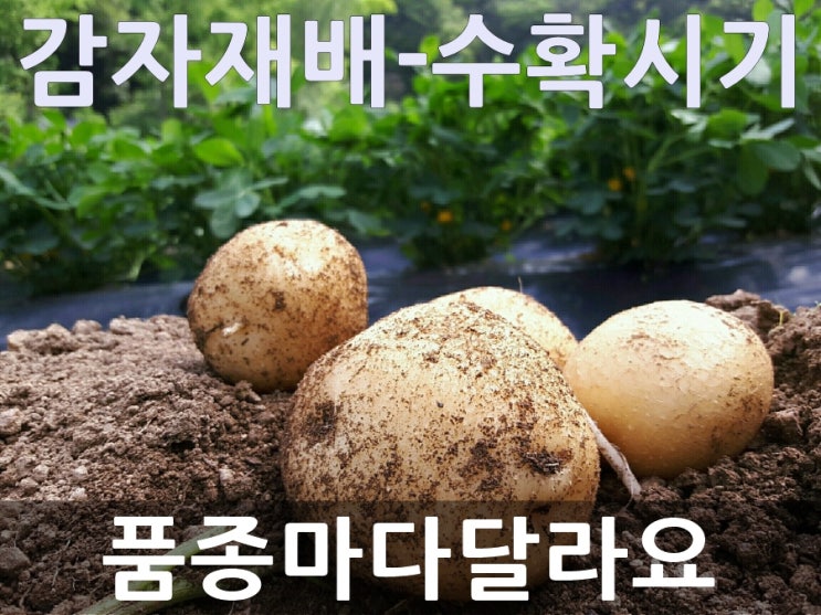  빨간감자(홍영), 자색 감자수확시기는?