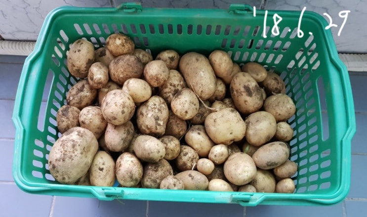 감자수확 16.6 kg (6.29)
