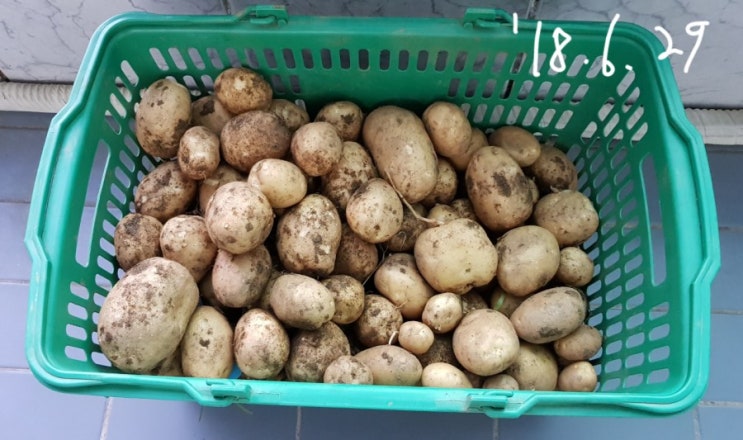 감자수확 16.6 kg (6.29)
