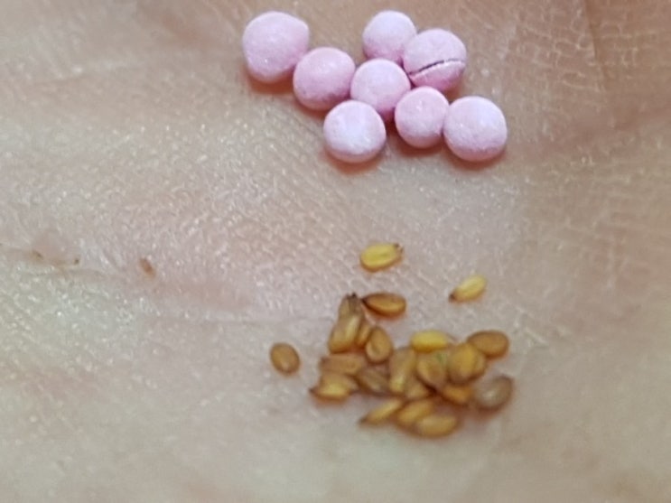 마카재배를 위한 블랙마카씨앗 코팅 마카재배를 위한 블랙마카씨앗 코팅