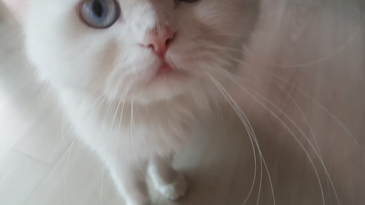  여름 시작인가 봅니다. 고양이 어떻게한데요.