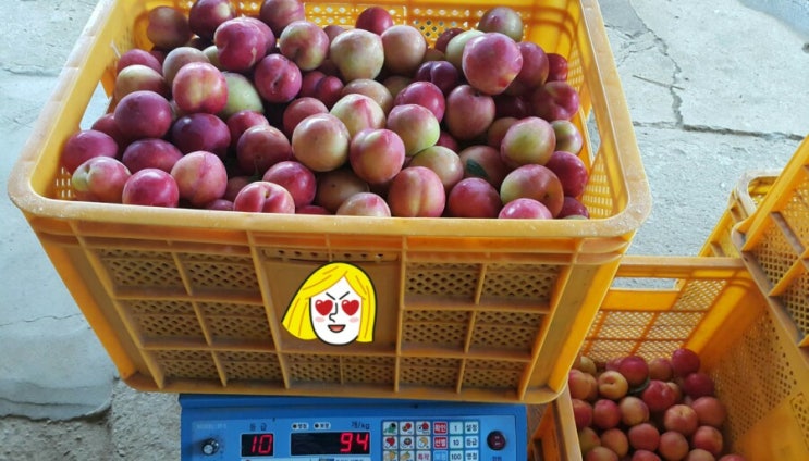 권여사네 자두, 말하는 선별기로 작업중입니다