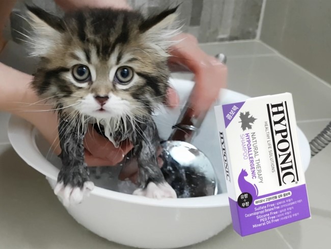  [고양이 저자극 샴푸] 하이포닉 고양이전용 샴푸 콤보팩 사용후기