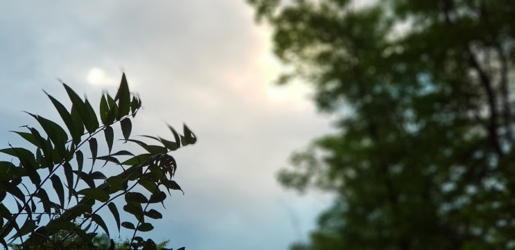  미사 호수공원 산책로 황산 「숲속 산책길」