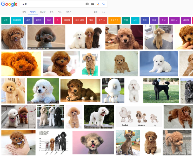 그림 강좌 - 푸들 강아지 따라 그리기 1, 준비하기