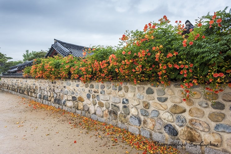 김해 김수로왕릉 능소화