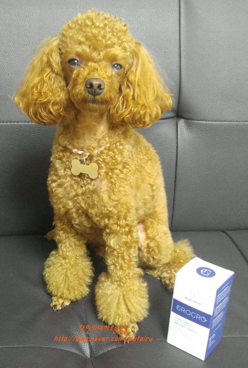 그로그로 이미지