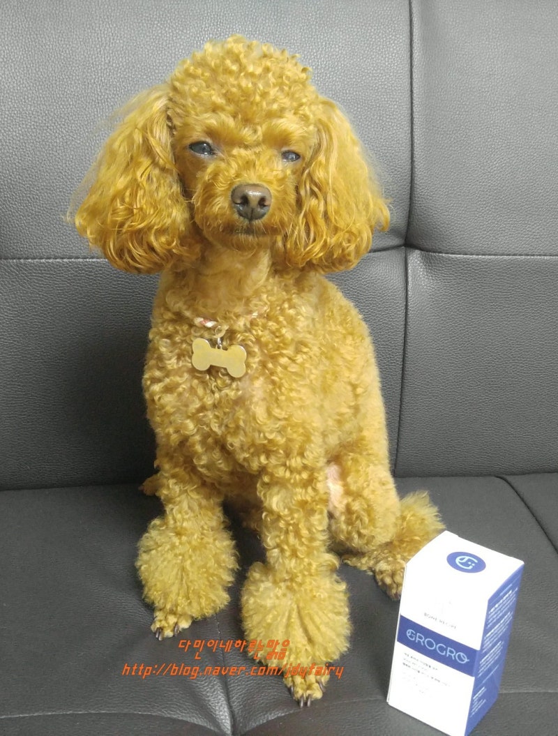 그로그로 이미지