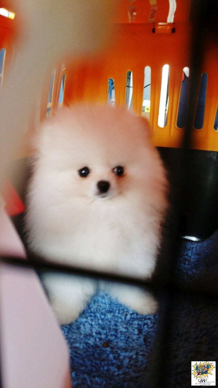 이스라엘 강아지 고양이 검역 [화물편]보내기 출국 운송 절차