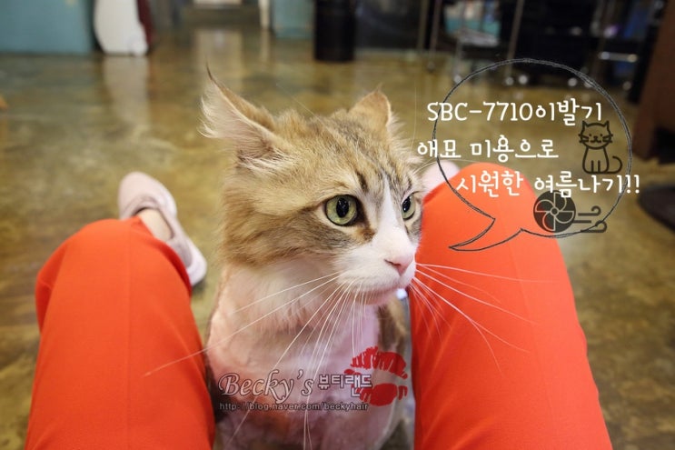  애묘 이발기 바비온7710 으로 노르웨이 숲 고양이 미용 삼식이의 시원한 여름나기