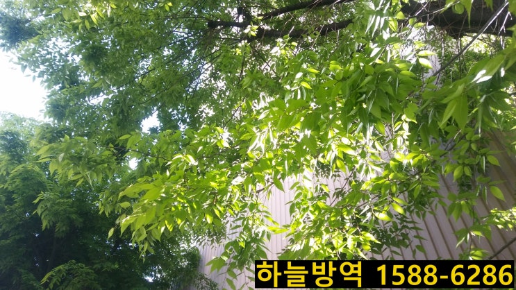  식당 바퀴벌레 바퀴벌레 잘잡는 곳 바퀴벌레 퇴치 안양식당바퀴벌레 군포식당바퀴벌레 의왕바퀴벌레 퇴치 천안바퀴벌레