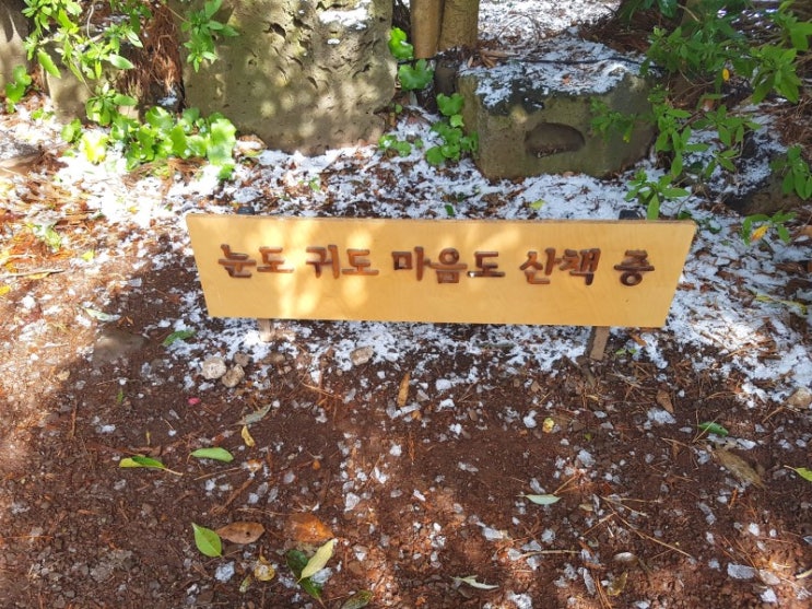  제주 사진찍기 좋은 곳 :: 카멜리아힐 1월